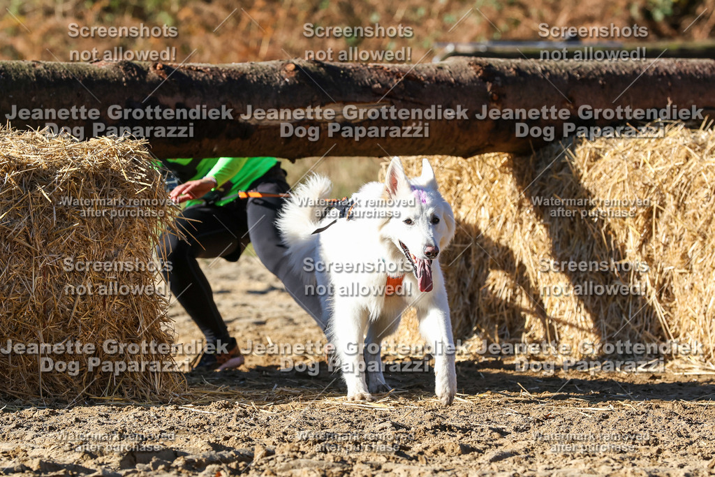 Dog Paparazzi - Strongdog 10-25-2071 | Dog Paparazzi Jeanette Grottendiek Fotografie & Videografie - Realisiert mit Pictrs.com