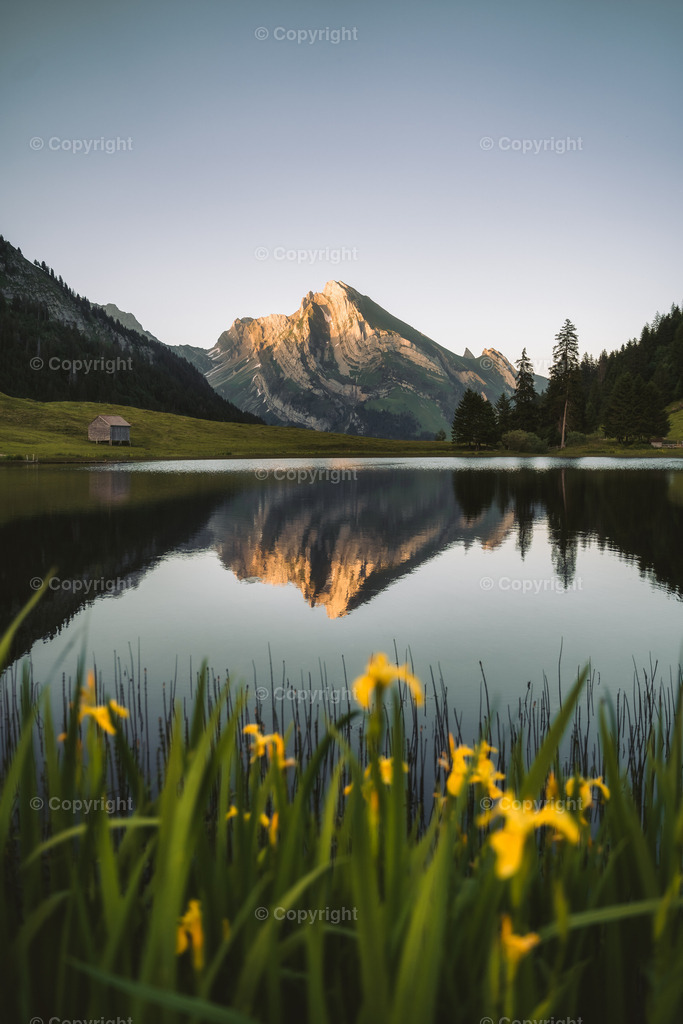 1 Toggenburg-2 | yannikbuholzer - Realisiert mit Pictrs.com