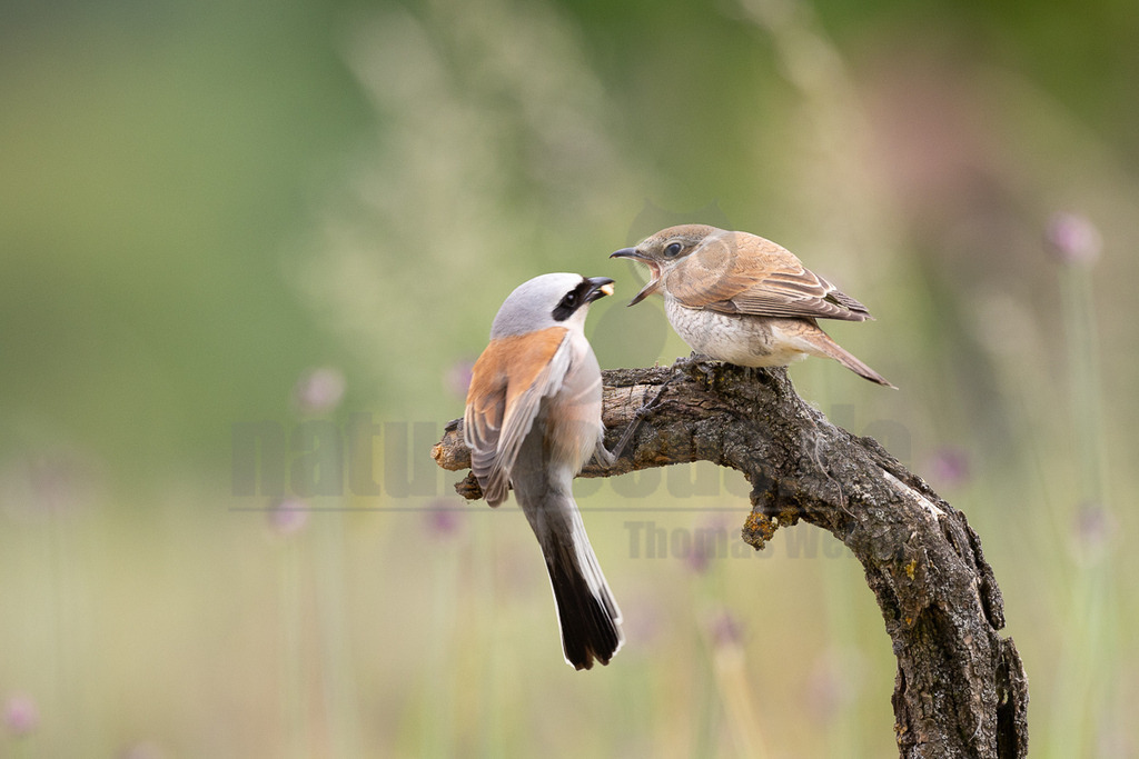 R6NF4641_20240530 | Obwohl der Neuntöter kaum größer ist als ein Spatz, gehören große Libellen, kleine Mäuse und Jungvögel zu seinen Beutetieren. Von einem Aussichtspunkt aus beobachtet er den Boden im nahen Umkreis. Wenn er eine Maus entdeckt hat, stürzt er sich auf sie und tötet sie mit seinem spitzen Schnabel, ähnlich wie ein großer Raubvogel. Insekten fängt der Neuntöter im Flug.  - Realisiert mit Pictrs.com