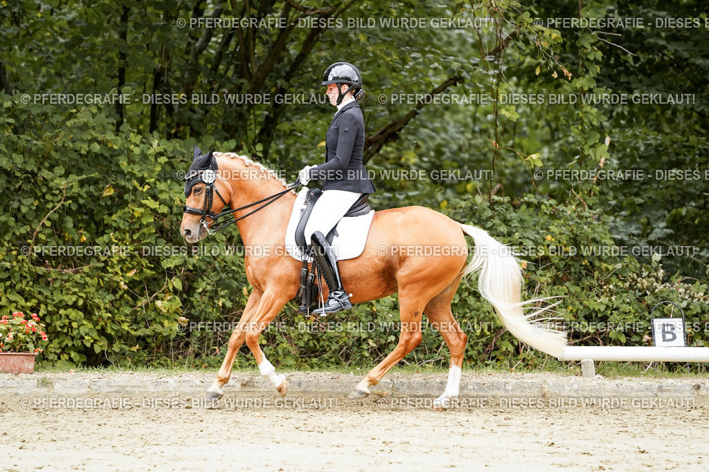 DSC04049 | Pferdegrafie