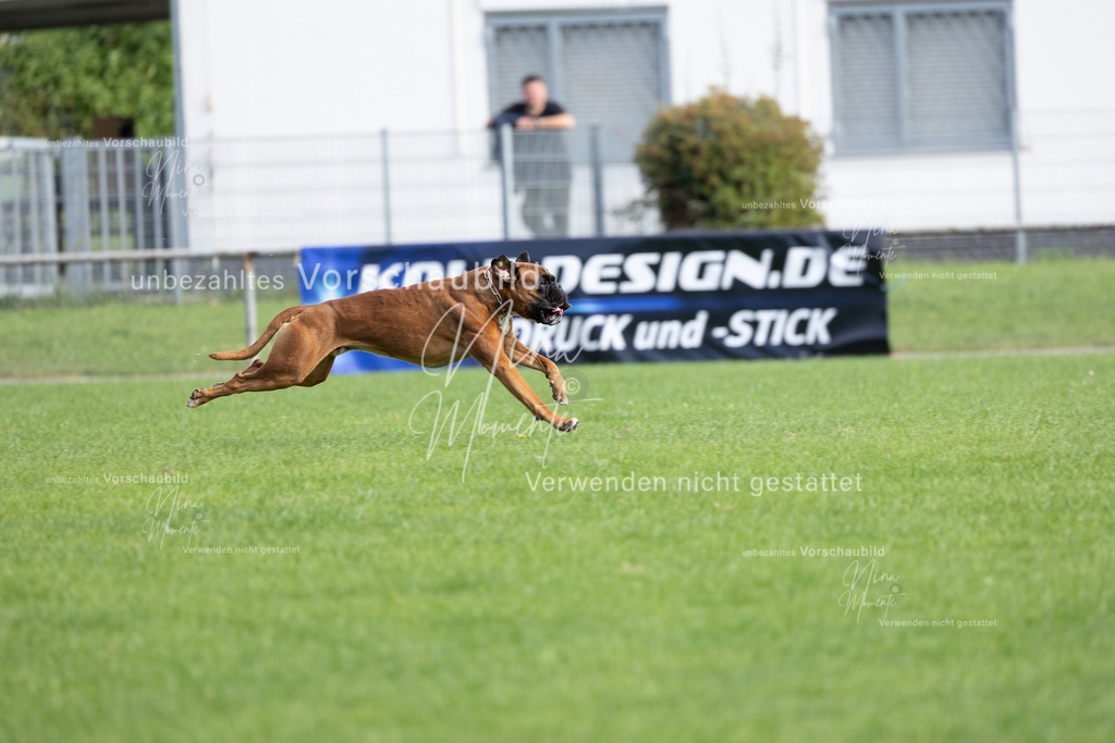 _16A5403 | Einzigartige Fotos von Hunden & Menschen –Actionfotos, Portraits, Vereinsaufnahmen & Paarshootings – authentisch, lebendig & mit Herz.