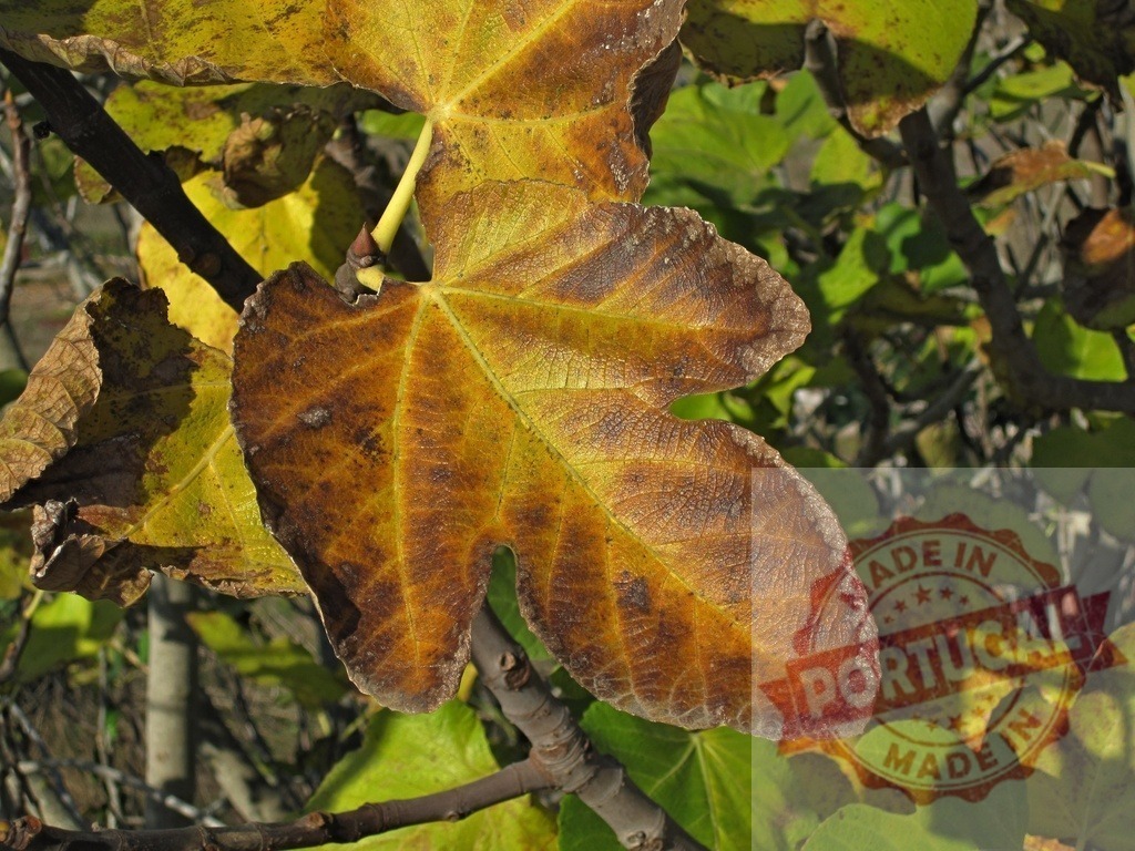 Fig leaf turning brown and yellow in autumn | Fig leaf displaying vibrant fall colors with fading green tones - Realisiert mit Pictrs.com