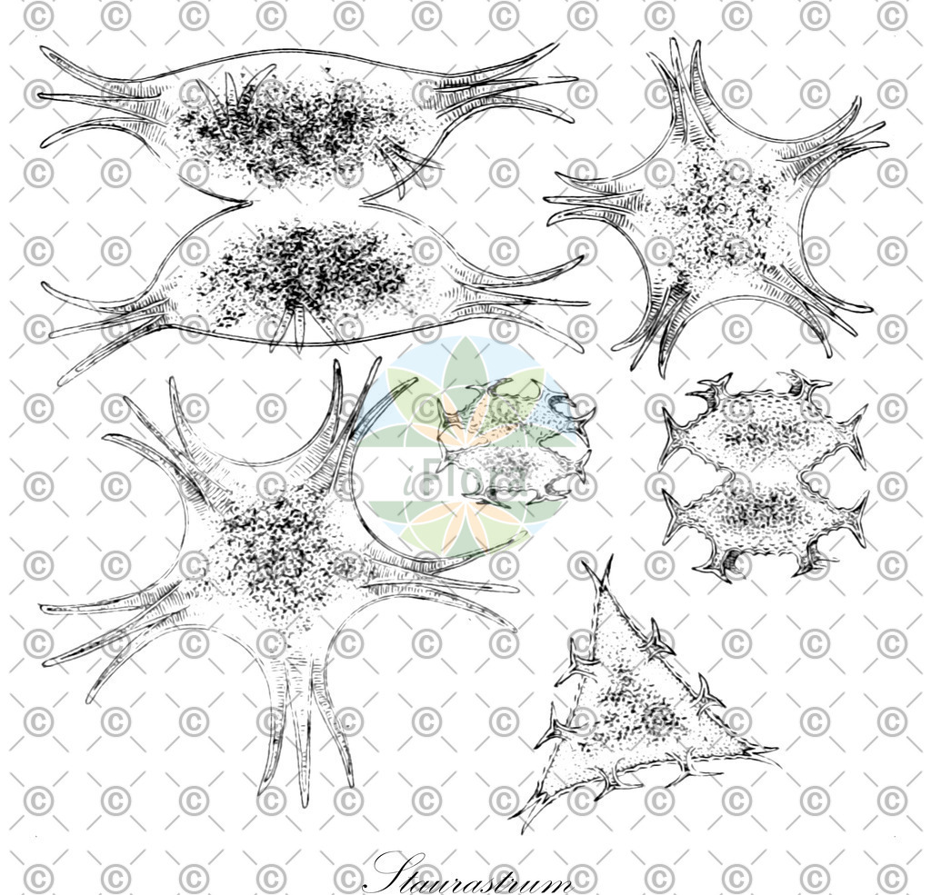 HistAbb_7M23_5_ENZY_Simple | Historische Abbildung von Staurastrum - Desmidiaceae (0) | Historical Illustration of Staurastrum - Desmidiaceae (0)
