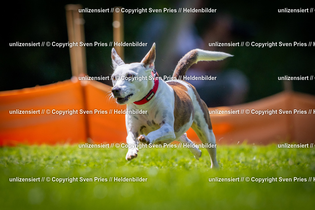 Sven Pries | 2025-08-10 - Hunderennen Durlach - Realisiert mit Pictrs.com