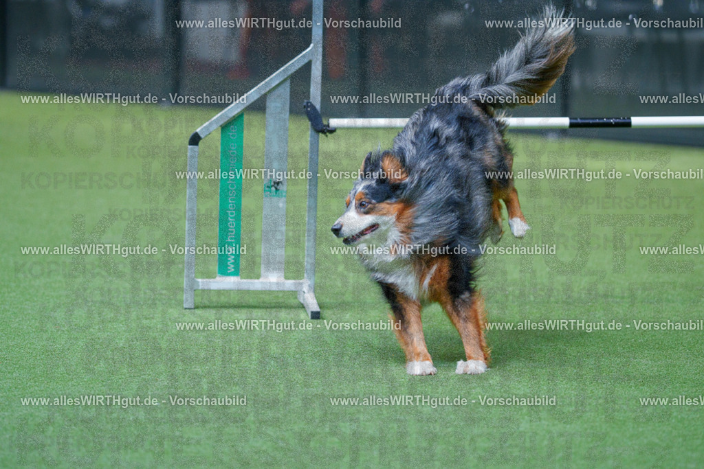 @allesWIRTHgut_Tierfotografie - www.allesWIRTHgut.de - 2604251516-7R505690 | Professionelle Tierfotografie in Mönchengladbach von Daniel Wirth (allesWIRTHgut). Liebevolle & natürliche Bilder von Hunden & Katzen für unvergessliche Erinnerungen.