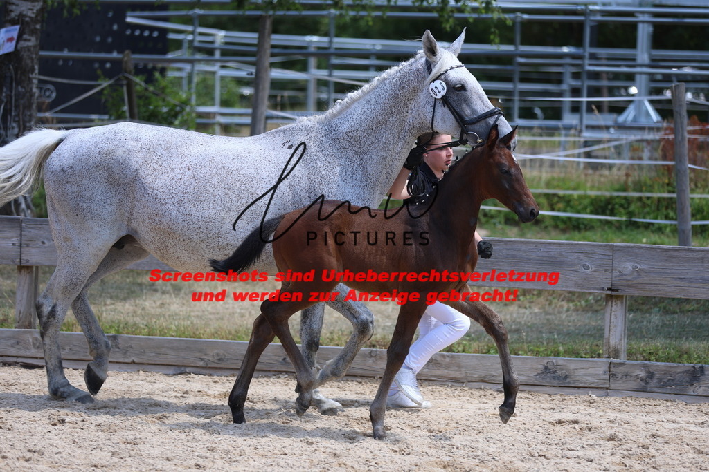 Fohlenschau_Schwäbisch_Hall_springbetonte_Fohlen_KN 23_6 | lmwpictures - Realisiert mit Pictrs.com