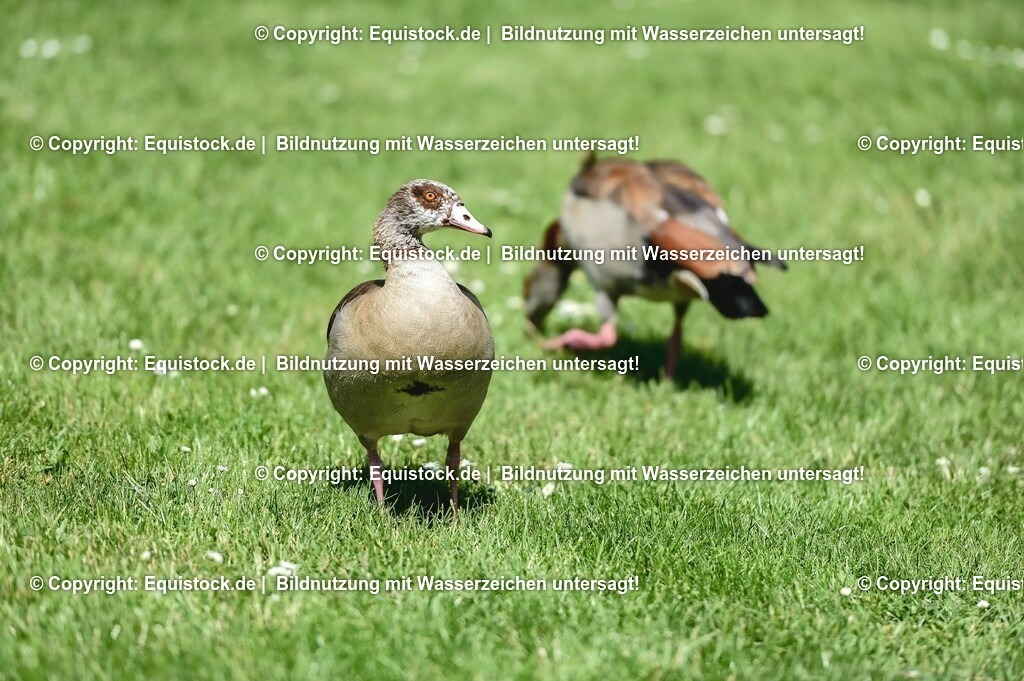 D78_2899 | equistock