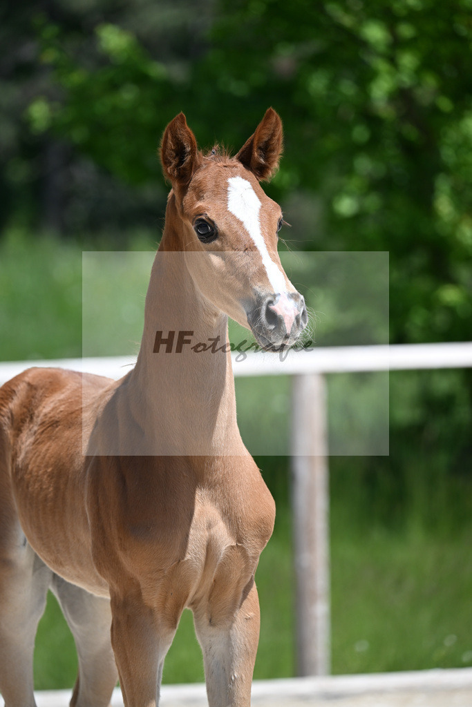 Benicio x Vivaldos_HF_Regele_10250395 | hf-fotografie - Realizzato con Pictrs.com