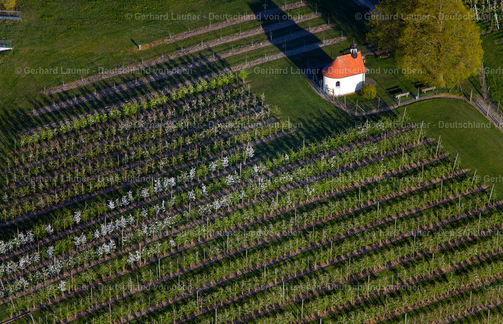 4024698 | MECKENBEUREN 15.04.2020 Baumreihen einer Obstanbau- Plantage auf einem Feld im Ortsteil Meckenbeuren in Meckenbeuren im Bundesland Baden-Württemberg, Deutschland. // Rows of trees of fruit cultivation plantation in a field in the district Meckenbeuren in Meckenbeuren in the state Baden-Wuerttemberg, Germany. Foto: Gerhard Launer