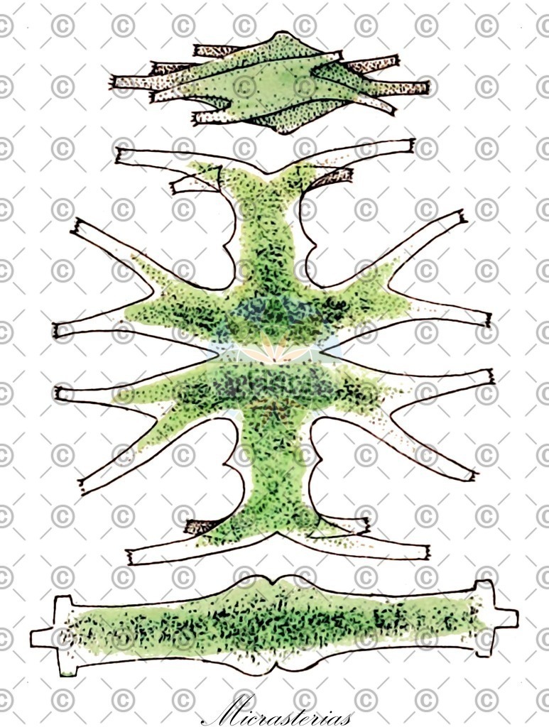 HistAbb_63B8Z_3_ENZY_Simple | Historische Abbildung von Micrasterias - Desmidiaceae (0) | Historical Illustration of Micrasterias - Desmidiaceae (0)