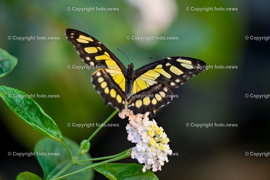 Botanischer Garten Linz_ Schmetterlinge_ 21.01.2025-18 | 21.01.2025, Botanischer Garten Linz, AUT, Schmetterlinge, im Bild tropische Schmetterlinge, Schmetterling, Falter, Natur, Tiere, Blumen, Pflanzen, Insekten, Butterfly, Exotisch, Tropenhaus, Feature, Symbolbild