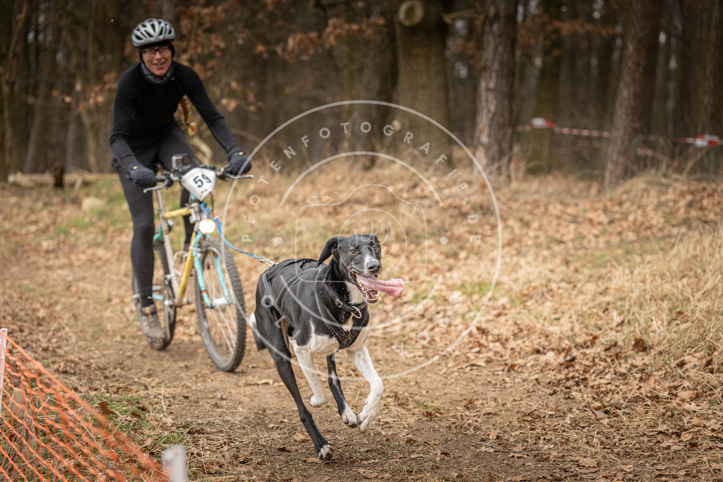 Pfotenfotografie_DV3A3010 | Hundefotografie, Tierfotograf, Pfotenfotografie, Fotoshooting Hund, Hunde Portrait, Hundesport, Hundeportraits, Heideshooting, Hunde, Sportfotograf, Hundefotograf, Turnierhundsport, THS,  - Realisiert mit Pictrs.com