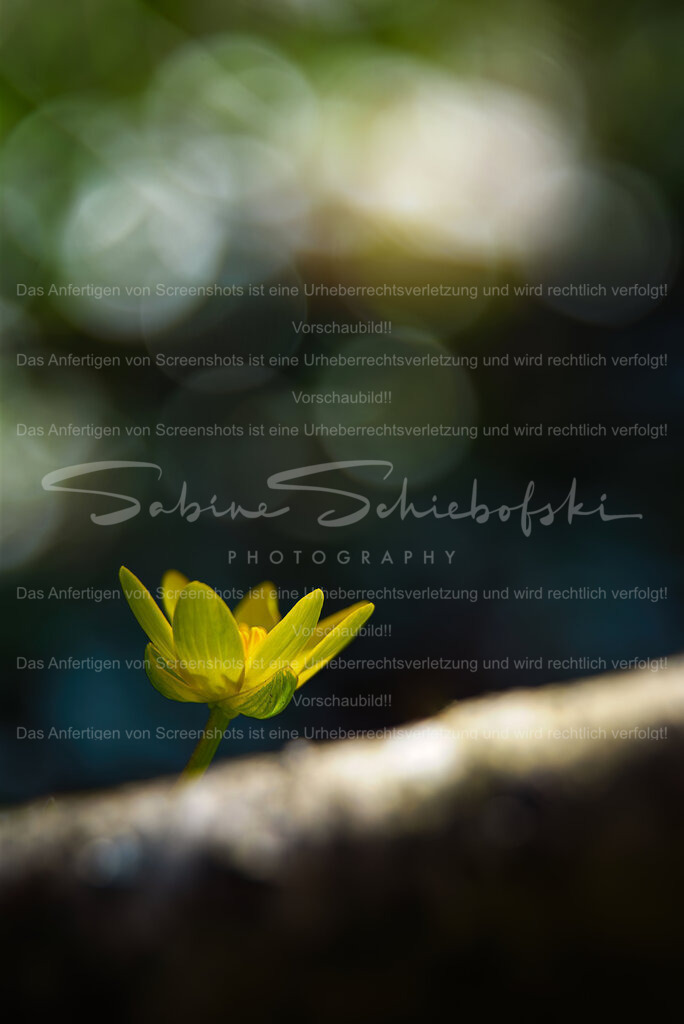 Hello Bubbles | Eine Blüte des Scharbockskraut blickt in einen Bokehhimmel - Realisiert mit Pictrs.com