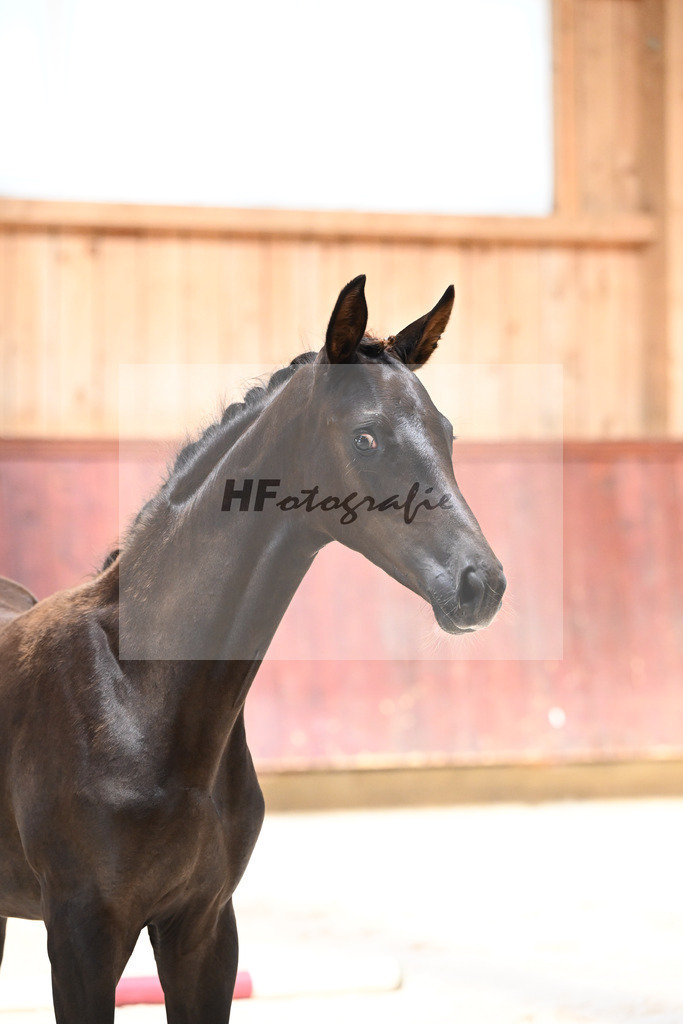 Kat-Nr. 5 SF Bon Esprit x Millennium_Gebler_32240070 | hf-fotografie - Realisiert mit Pictrs.com