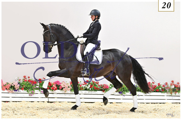 20 Very Well DE330539919 HE-Rpf Vitalis - Sandro Hit | <meta name="description" content="★Offizieller Merchandise und Foto-/Videostore des Oldenburger Verbandes.★ ✅Jetzt auch digital Ausdrucke erhältlich." />
<meta name="keywords" content="Merchandise Foto-/Videostore Oldenburger Verband Photographie 