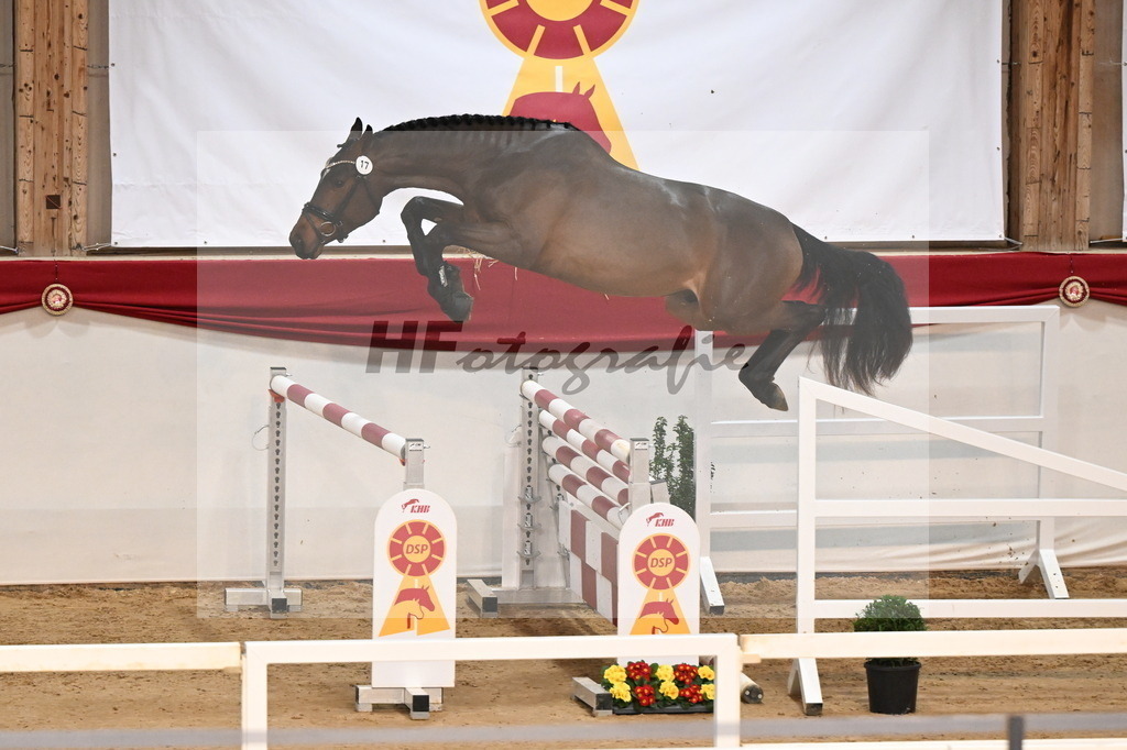 Kat.-Nr. 17 v. Denzel van het Meulenhof_Laue_3261672 | hf-fotografie - Realisiert mit Pictrs.com