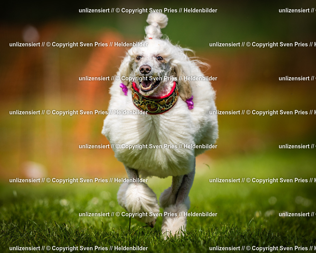 Sven Pries | 2025-04-13 - Hunderennen Baden-Baden - Realisiert mit Pictrs.com