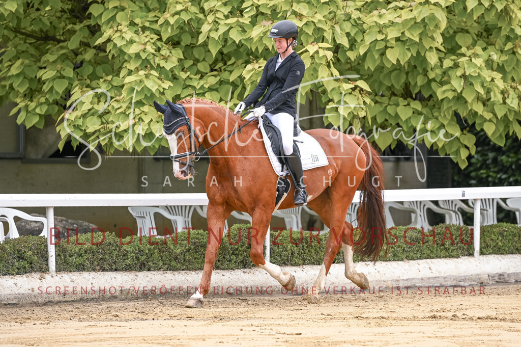 Schugtsche-Aluta25-42.EDressur -27 | Schugtsche Fotografie - Realisiert mit Pictrs.com