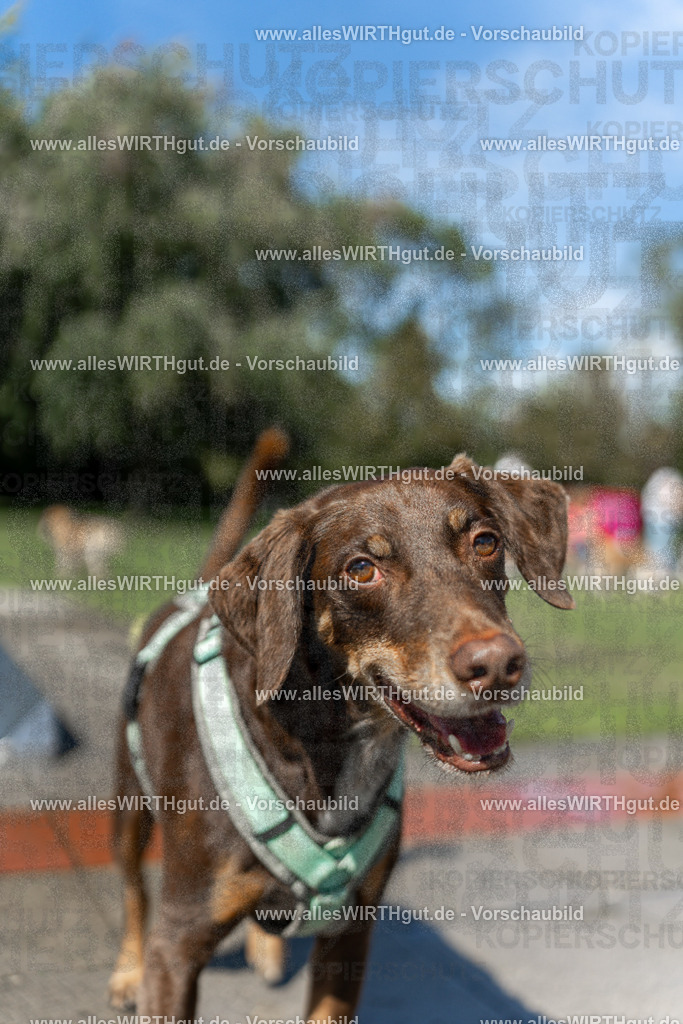 Hundeschwimmen_Volksbad_2026-allesWIRTHgut_Tierfotografie-2609061246-115617-7R500188 | Professionelle Tierfotografie in Mönchengladbach von Daniel Wirth (allesWIRTHgut). Liebevolle & natürliche Bilder von Hunden & Katzen für unvergessliche Erinnerungen.