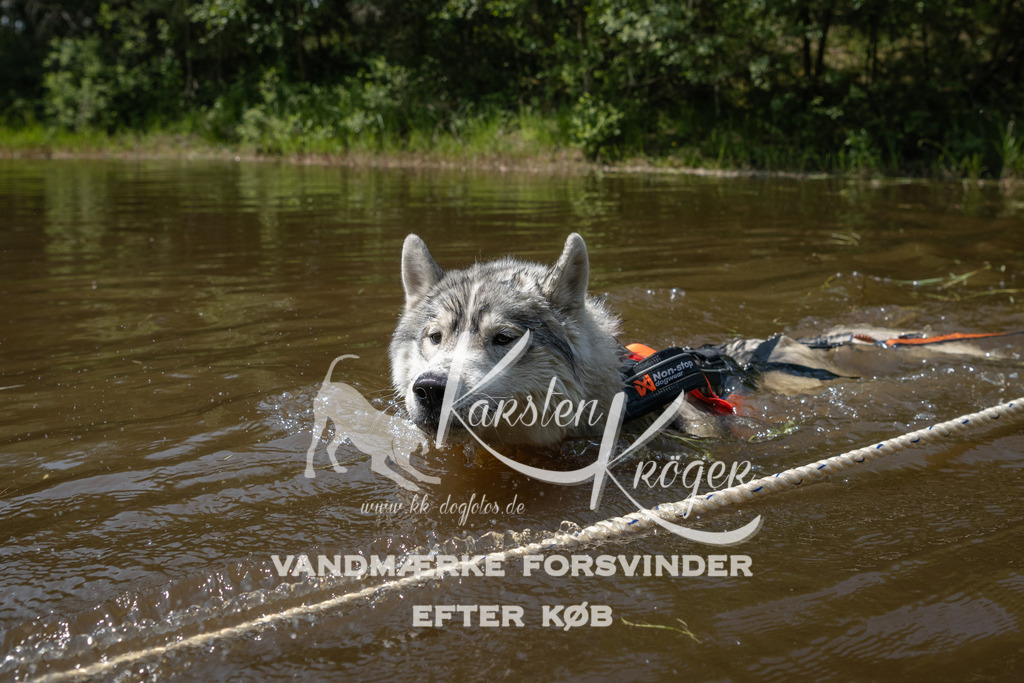 1314DKK993656 | kk-dogfotos