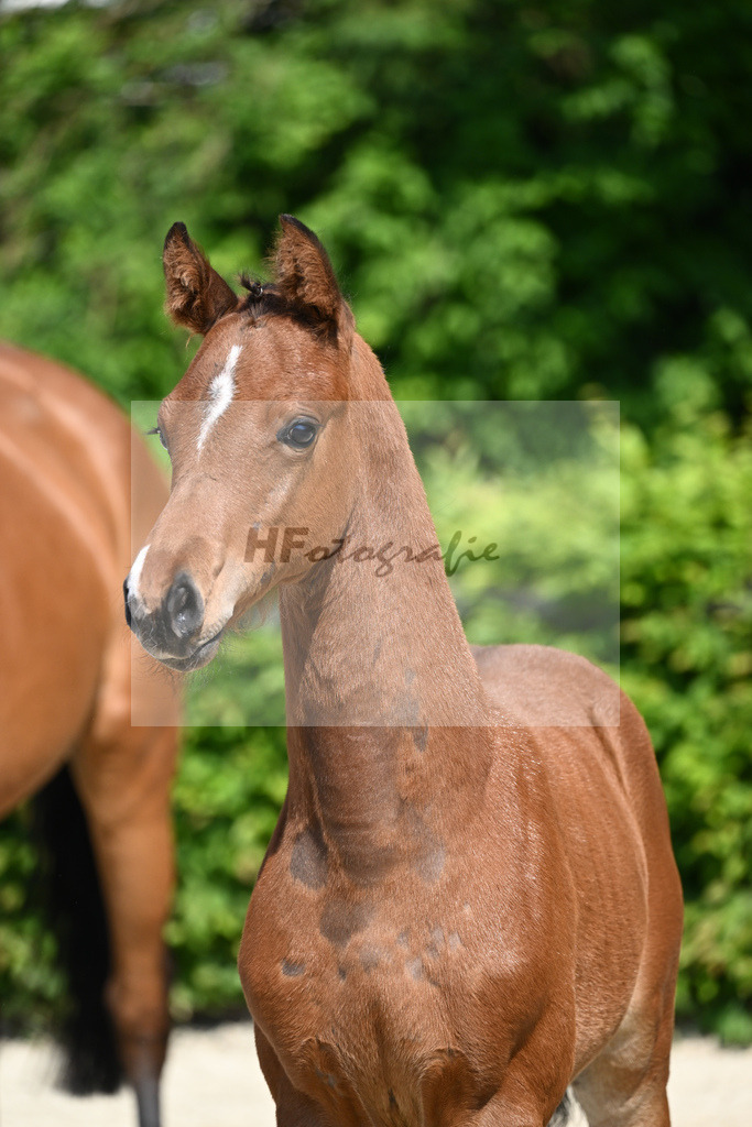 Kat-Nr. 5 HF Esmeraldo_Haarmann_15230047 | hf-fotografie - Realizzato con Pictrs.com