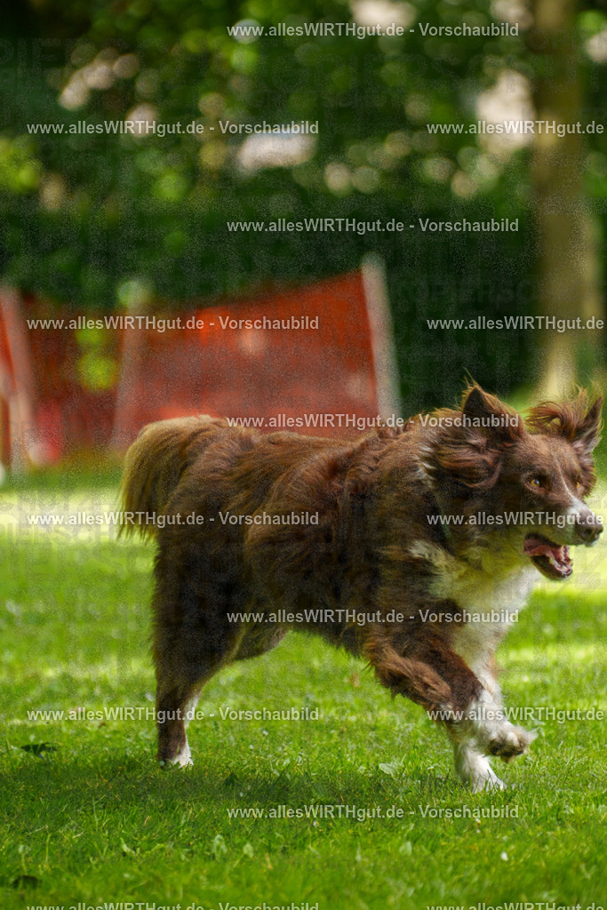 @allesWIRTHgut_Tierfotografie - www.allesWIRTHgut.de - 101053-7R508136 | Professionelle Tierfotografie in Mönchengladbach von Daniel Wirth (allesWIRTHgut). Liebevolle & natürliche Bilder von Hunden & Katzen für unvergessliche Erinnerungen.