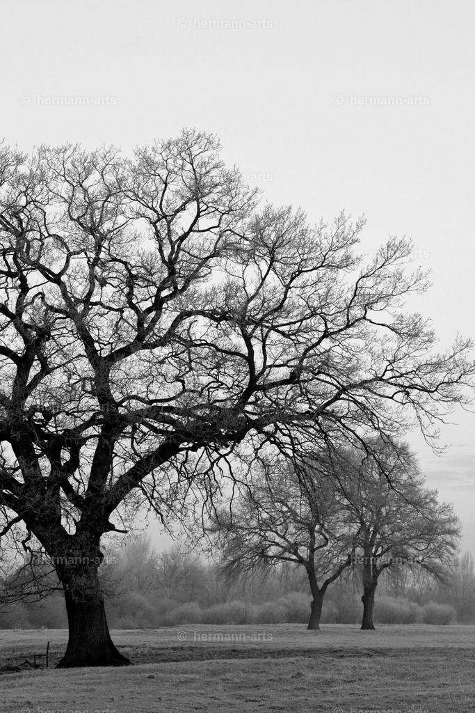 Trees_fine_Art_0054 | Photo Foto Kunst Art schwarzweiss Bilder Rheine Münster Berlin Blumen 