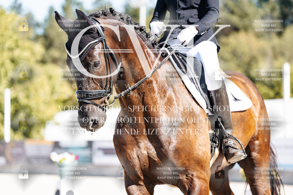 CK908587 | Turnierfotografie Pferdefotografie Trier Rheinland-Pfalz Pferdesport Reitsport Tierfotografie Sportfotografie Pferdevideo Pferdevideografie Equestrianvideography equestrianphotography  - Realisiert mit Pictrs.com