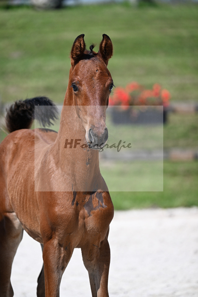 Kat-Nr. 8 Viva Gold x Ampere_HF_Lechl_24250229 | hf-fotografie - Realisiert mit Pictrs.com