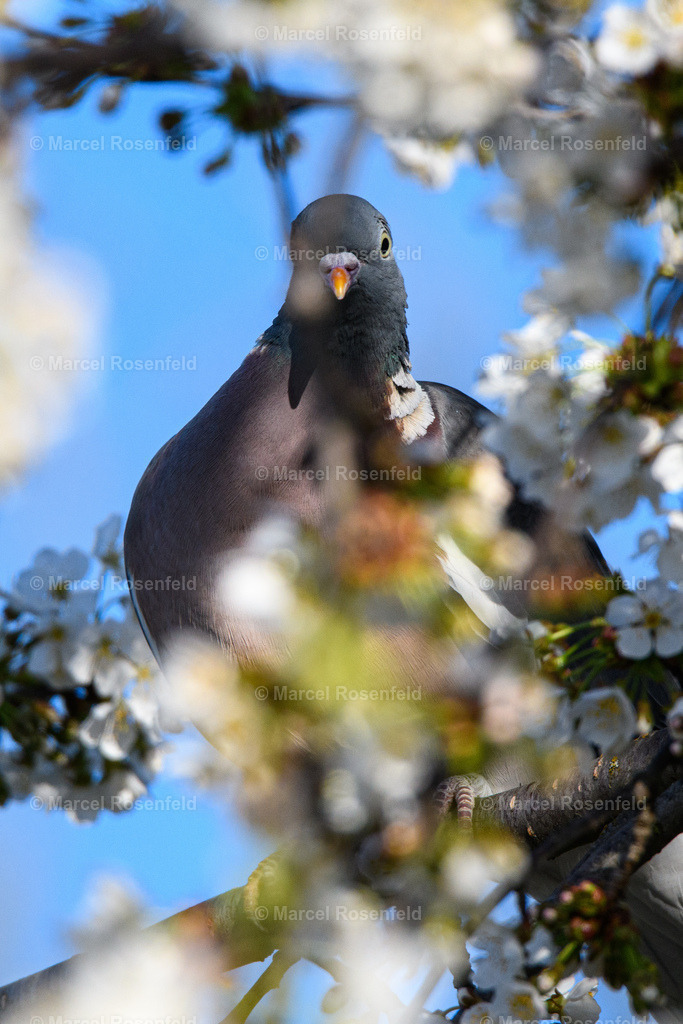 _DSC2931 | foto-rosenfeld