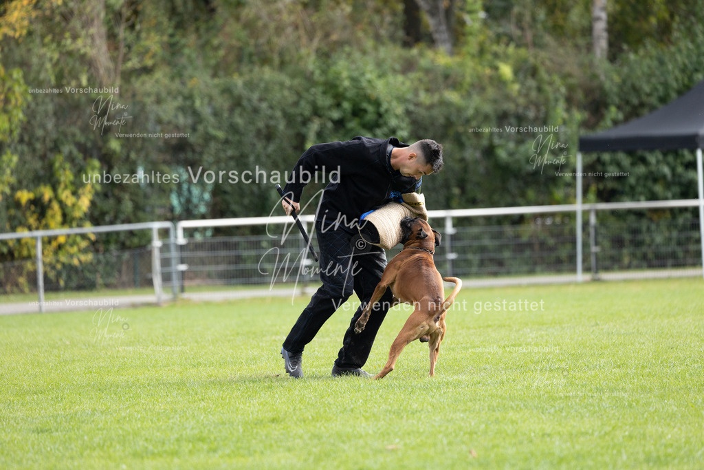 _16A7041 | Einzigartige Fotos von Hunden & Menschen –Actionfotos, Portraits, Vereinsaufnahmen & Paarshootings – authentisch, lebendig & mit Herz.
