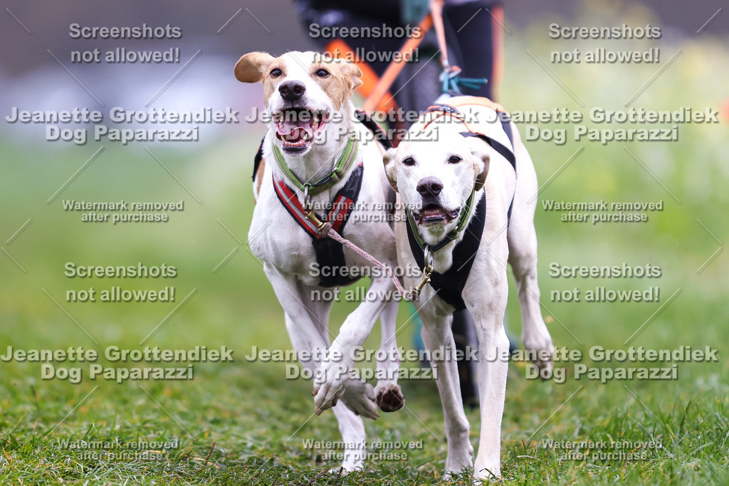 Dog Paparazzi - Visbeck 25 -100 | Dog Paparazzi Jeanette Grottendiek Fotografie & Videografie - Realisiert mit Pictrs.com