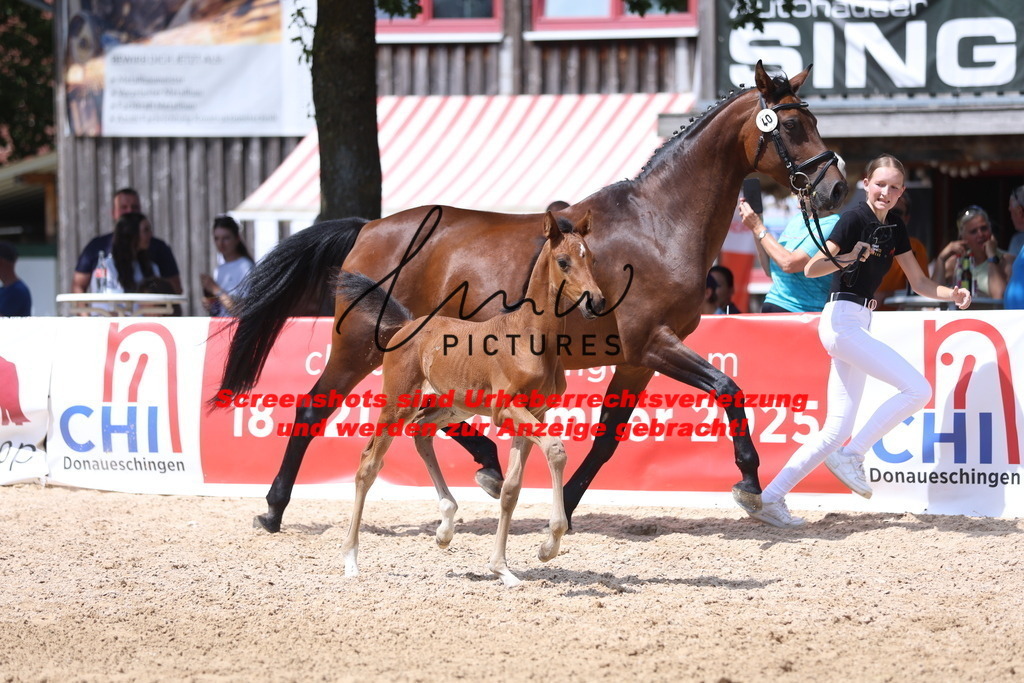 Fohlenschau_Schwäbisch_Hall_springbetonte_Fohlen_KN 40_12 | lmwpictures - Realisiert mit Pictrs.com