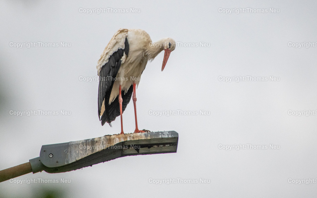 Storch_Lampe-2 | Weißstorch auf einer Straßenlampe bei der Gefiederpflege – eindrucksvolle Verbindung von Wildtier und urbaner Umgebung, fotografiert an der Bergstraße.