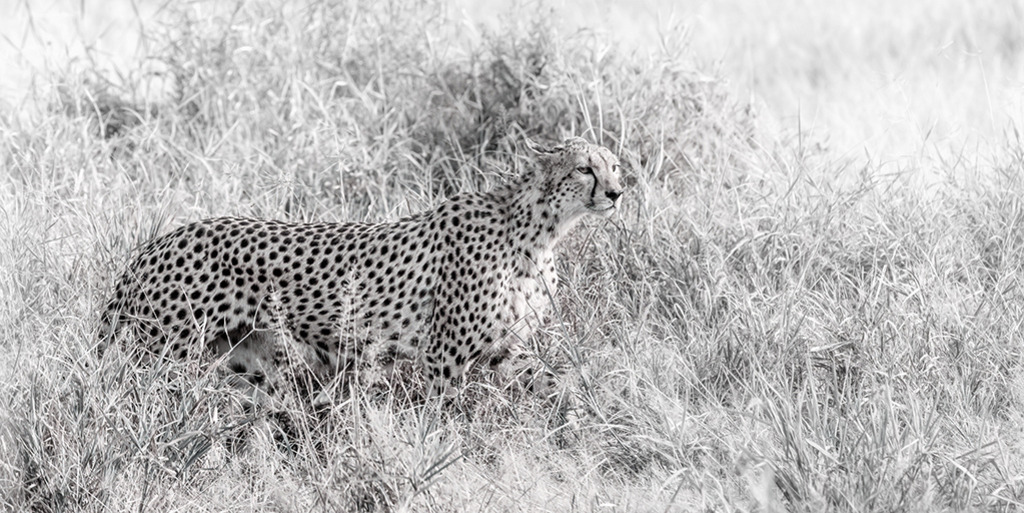 Gepard (High Key Panorama) | Kenia | Premium-Wandbild im Panorama-Format von justsomewhere.com: Ein eleganter afrikanischer Gepard steht fokussiert im hohen Steppengras von Kenia, festgehalten in einer hellen Schwarz-Weiß-Fotografie. - Realisiert mit Pictrs.com