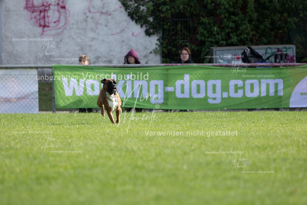 _16A6556 | Einzigartige Fotos von Hunden & Menschen –Actionfotos, Portraits, Vereinsaufnahmen & Paarshootings – authentisch, lebendig & mit Herz.