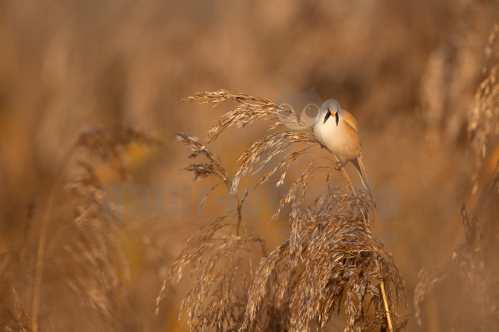 R5NF9079_20241017 | Das Bild zeigt eine männliche Bartmeise (Panurus biarmicus), die auf einer Schilfhalme sitzt. Die Bartmeise ist ein kleiner Singvogel mit einem auffälligen Aussehen. Das Männchen hat einen grauen Kopf, einen orangefarbenen Körper und schwarze "Barthaare". Die Bartmeise interagiert mit ihrer Umgebung, indem sie sich auf dem Schilf ausruht. - Realisiert mit Pictrs.com
