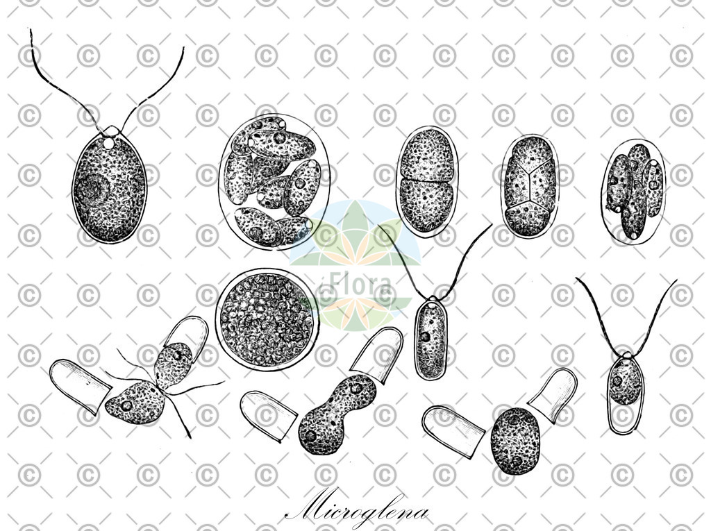 HistAbb_wfo-0001113312_1_ENZY_Simple | Historische Abbildung von Microglena - Mallomonadaceae (0) | Historical Illustration of Microglena - Mallomonadaceae (0)