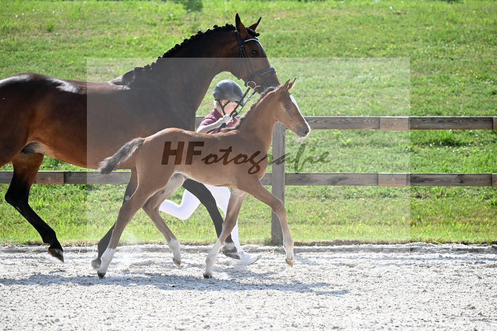 Kat-Nr. 41 Brantzau x Lordanos_SF_Weber_15251267 | hf-fotografie - Realizzato con Pictrs.com