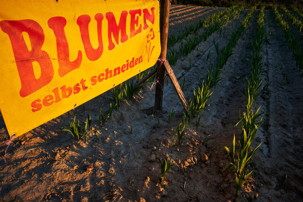 Feld zum Blumen selbst schneiden | Wien, Austria - June 28, 2020: Feld zum Blumen selber schneiden. - Realisiert mit Pictrs.com
