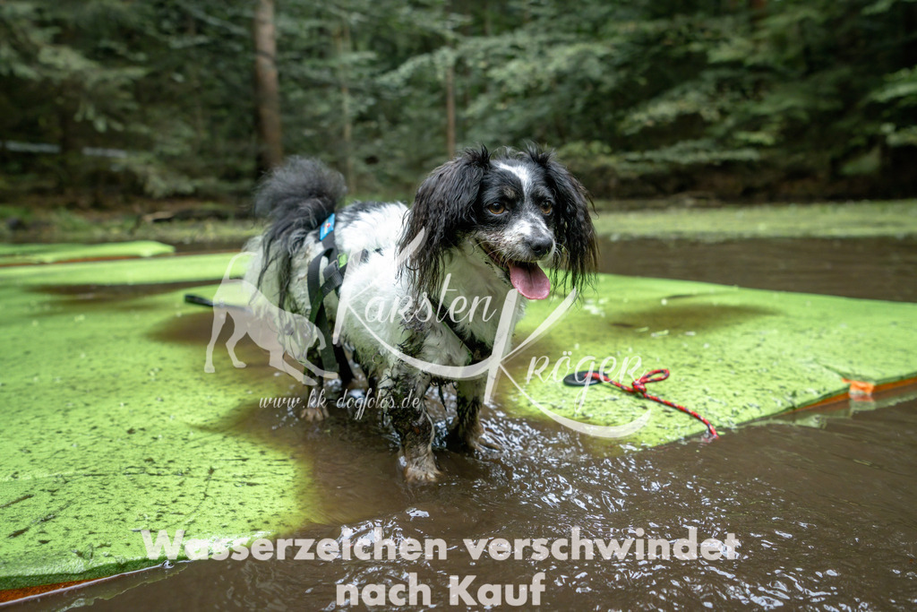 1522_ZZ90460-Bearbeitet | kk-dogfotos