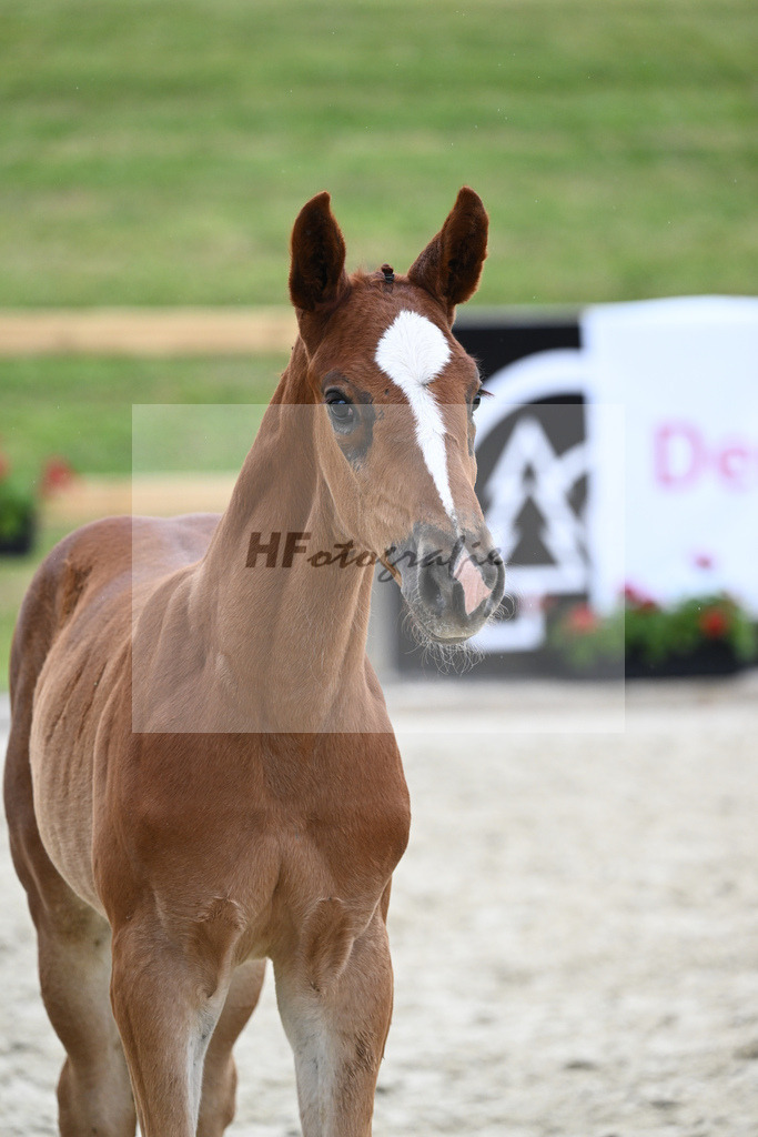 Kat-Nr. 33 SF Denzel von het Meulenhof_Feigl_17231238 | hf-fotografie - Realizzato con Pictrs.com