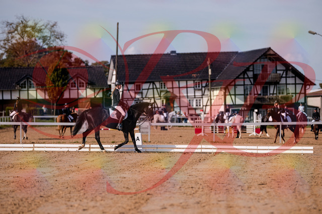 2026_10_03_Siefer-Hof_115453_Z81_94691611 | Professionelle Reitsport-, Turnier- und Eventfotografie von Robert Broda. Galerien mit ausgewählten und bearbeiteten Bildern direkt online ansehen und bestellen.