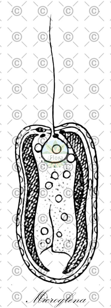 HistAbb_wfo-0001109168_1_ENZY_Simple | Historische Abbildung von Microglena - Mallomonadaceae (0) | Historical Illustration of Microglena - Mallomonadaceae (0)