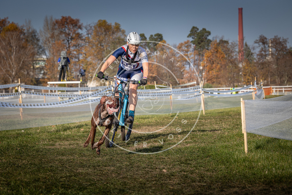 CaniXpix_0L8A7056 | Hundefotografie, Tierfotograf, Pfotenfotografie, Fotoshooting Hund, Hunde Portrait, Hundesport, Hundeportraits, Heideshooting, Hunde, Sportfotograf, Hundefotograf, Turnierhundsport, THS,  - Realisiert mit Pictrs.com
