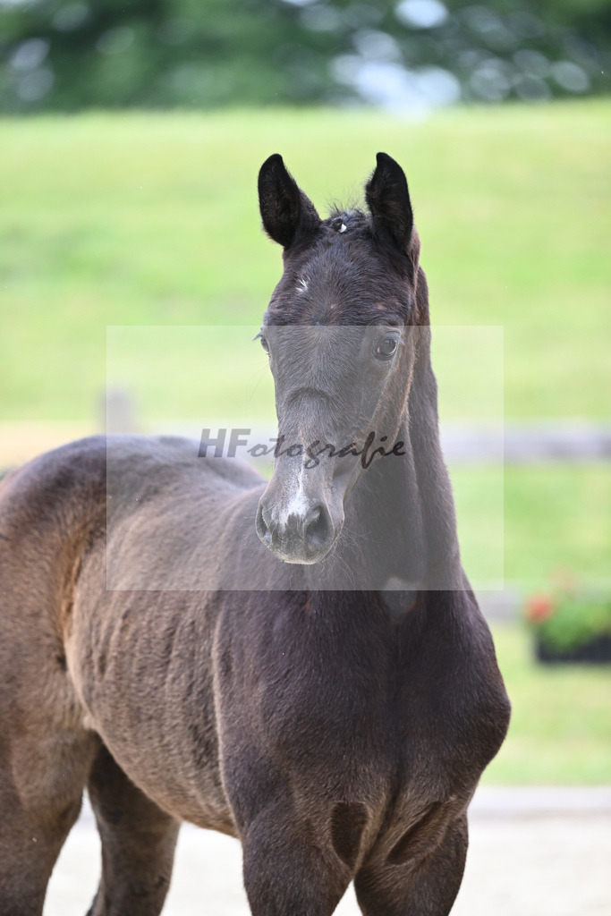 Kat-Nr. 14 SF Hickstead White_Schober_17230275 | hf-fotografie - Realizzato con Pictrs.com