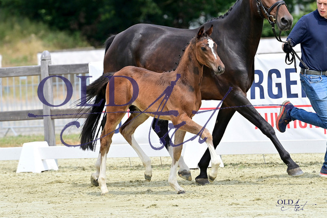 314 DE418180211923 FRE Cashmere - Toulon - For Pleasure DSC_4373 Kopie | <meta name="description" content="★Offizieller Merchandise und Foto-/Videostore des Oldenburger Verbandes.★ ✅Jetzt auch digital Ausdrucke erhältlich." />
<meta name="keywords" content="Merchandise Foto-/Videostore Oldenburger Verband Photographie 