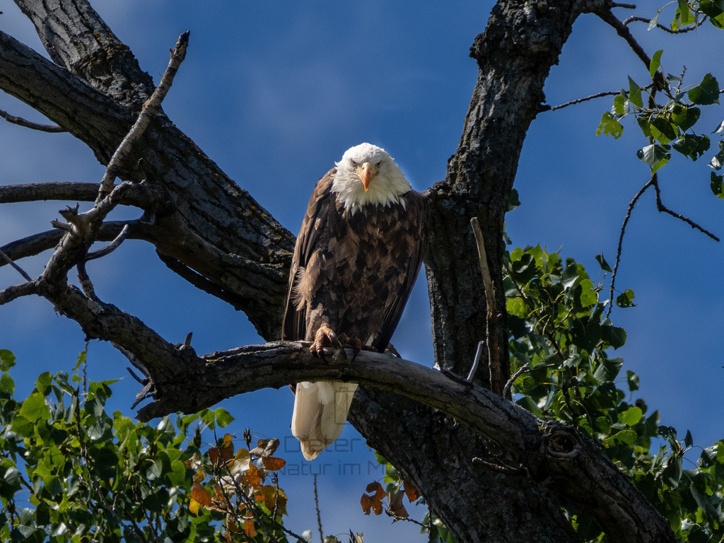P1637502-LR | Natur im Moment - Realisiert mit Pictrs.com