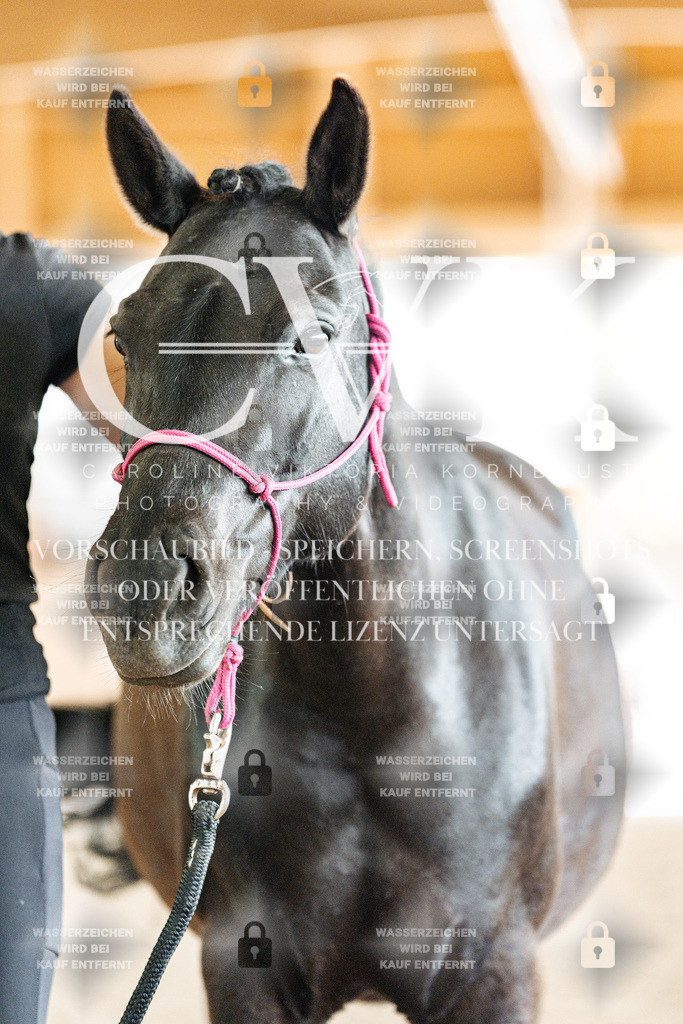 CK908372 | Turnierfotografie Pferdefotografie Trier Rheinland-Pfalz Pferdesport Reitsport Tierfotografie Sportfotografie Pferdevideo Pferdevideografie Equestrianvideography equestrianphotography  - Realisiert mit Pictrs.com
