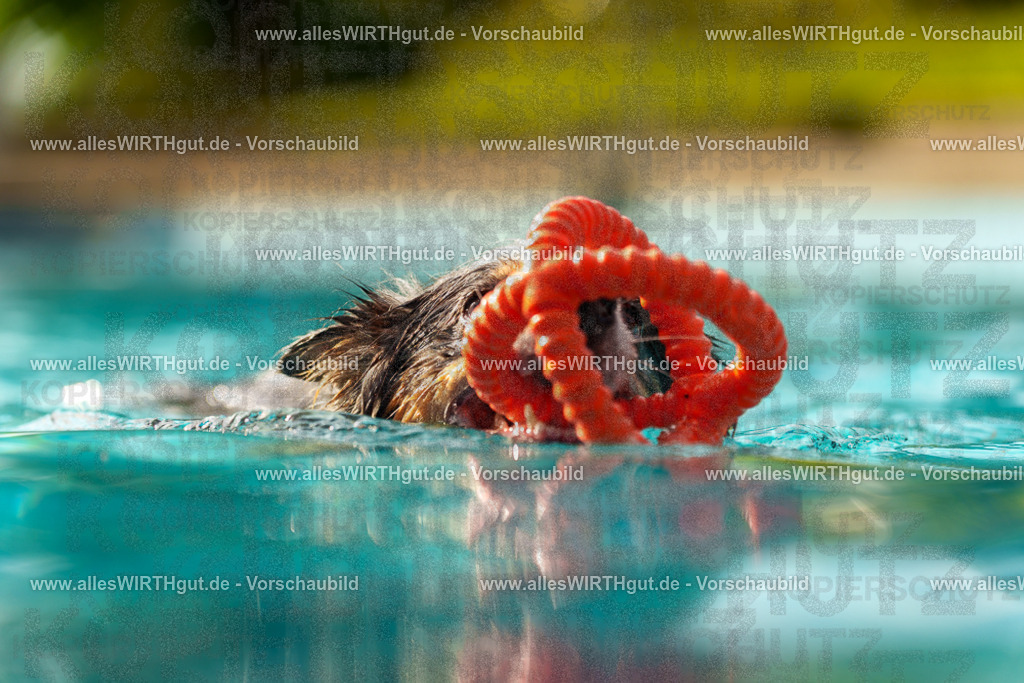 Hundeschwimmen_Grefrath_2026-allesWIRTHgut_Tierfotografie-15_25-7R509408 | Professionelle Tierfotografie in Mönchengladbach von Daniel Wirth (allesWIRTHgut). Liebevolle & natürliche Bilder von Hunden & Katzen für unvergessliche Erinnerungen.